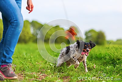 Woman plays with her dog with a flirt tool Stock Photo