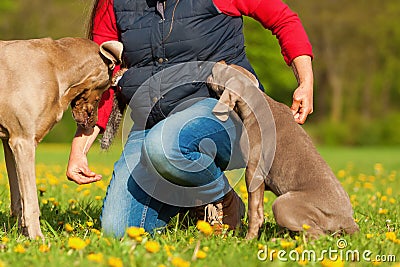 Woman plays with a Weimaraner adult and puppy Stock Photo