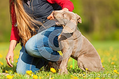 Woman plays with a Weimaraner puppy Stock Photo