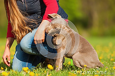 Woman plays with a Weimaraner puppy Stock Photo