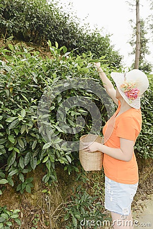 Woman plucking tea leaves Stock Photo