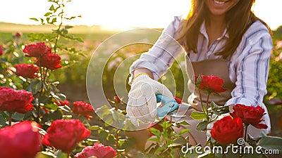 Woman pruning rose bush outdoors. Gardening tool Stock Photo