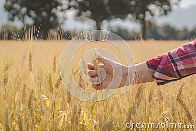 Woman`s hand touching wheat Stock Photo