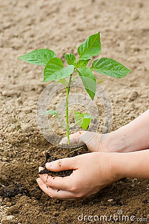 Woman puts a plant in the earth Stock Photo