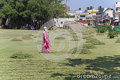 Woman raking mowed grass Editorial Stock Photo