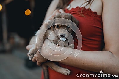 Woman in red dress holds cute puppy in hands Stock Photo