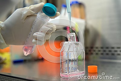 The woman researcher changing the a new growth medium for culture medium into the flask for maintain cell line in the research of Stock Photo
