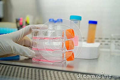 The woman researcher working with cell culture flask for monolayers cells in biosafety cabinet. Stock Photo