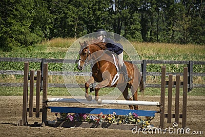 Woman and chestnut gelding over plank jump Stock Photo