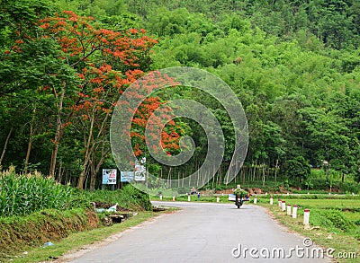A woman riding motorbike on rural road in Hanoi, Vietnam Editorial Stock Photo