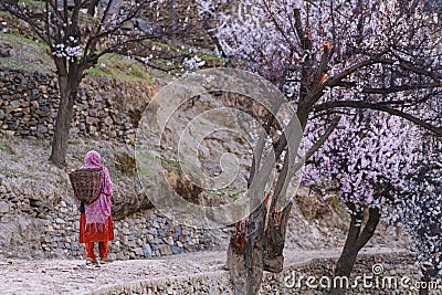 Woman in rural village in Pakistan walking on country road in spring season with field of blossoming trees Editorial Stock Photo