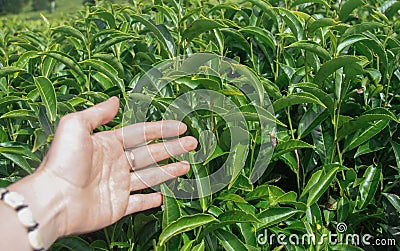 Woman's arm with green fields of tea in Ooty Stock Photo