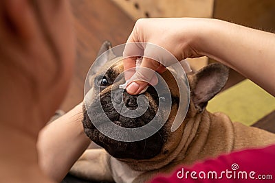 Wrinkle Cleaning for French Bulldog Stock Photo