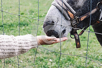 A woman's hand feeds donkeys through the fence Stock Photo