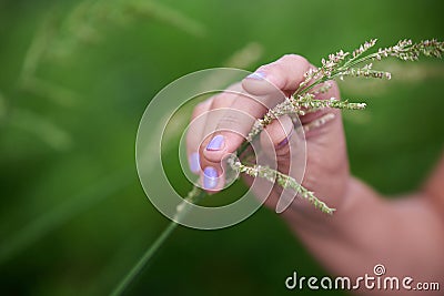 A woman's hand gracefully touches a field spikelet. Stock Photo