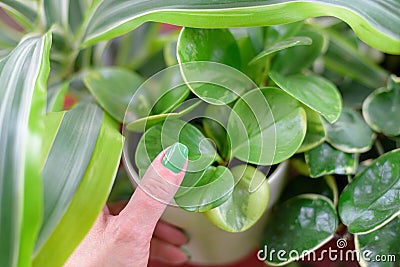 Woman`s hand with green thumb touching potted plant Stock Photo