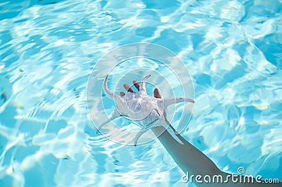 Woman`s hand holding a beautiful seashell in clean, transparent water Stock Photo