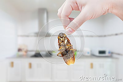 Woman's Hand holding cockroach on kitchen background Stock Photo