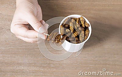 Woman`s hand holding disposable cup which containing Silkworm Pupae Bombyx Mori, Worm fried crispy for take-away. Food Insects Stock Photo