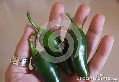 Woman's hand holding 3 ripe jalapeÃ±os Stock Photo