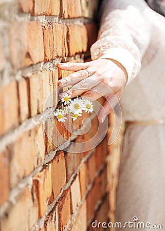 Woman& x27;s hand holding small blossoming chamomile flower bouquet on brick wall background. Focus on the female fingers Stock Photo