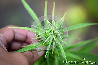 Woman`s hand holding a young growing cannabis marijuana leaf inside a green house Stock Photo