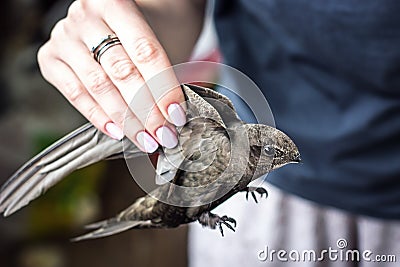 Woman's hand holding a young, wild, beautiful, grey bird (common swift) per wings. Stock Photo