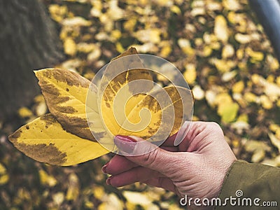 Woman`s hand holds four yellow leaves in her hand Stock Photo