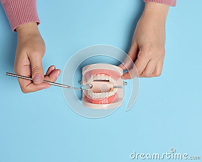 A woman's hand holds a model of a human jaw with white teeth and a medical mirror on a blue background Stock Photo