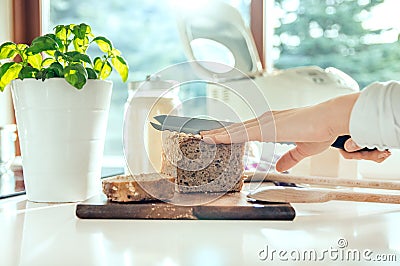 Woman`s hand with kitchen knife cutting homemade healthy bread Stock Photo