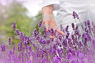 Woman's hand in lavender Stock Photo