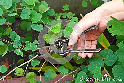Woman's hand pruning plants Stock Photo