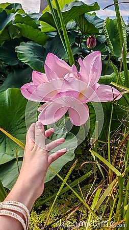 A woman`s hand reaches for a large lotus flower Stock Photo