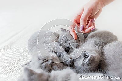 Woman`s hand touching one of sleeping cats. British shorthair. Stock Photo