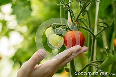 Woman& x27;s hand touchingly holds a ripe red tomato on a bush, caring for and fertilizing garden plots. growing organic food Stock Photo