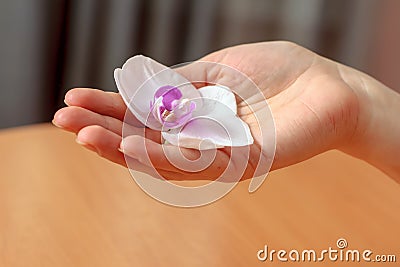 Woman's hand with white orchid flower Stock Photo