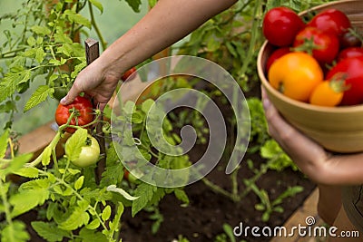Woman`s hands harvesting fresh organic tomatoes Stock Photo