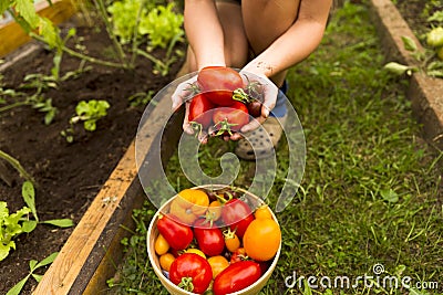 Woman`s hands harvesting fresh organic tomatoes Stock Photo