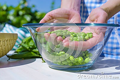 Woman`s hands holding a handful of freshly picked peas inside a glass bowl outdoors in the rays of the sun Stock Photo