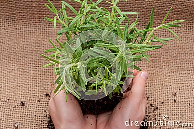 Woman`s hands holding Organic Rosemary Plant with roots in fertilized soil on natural burlap Rosmarinus officinalis in Stock Photo