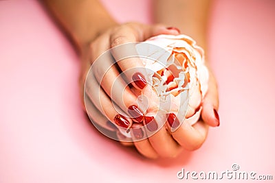 Woman`s hands with red manicure holding flower. Stock Photo