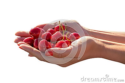 Woman's hands with a sweet cherry on a white background Stock Photo