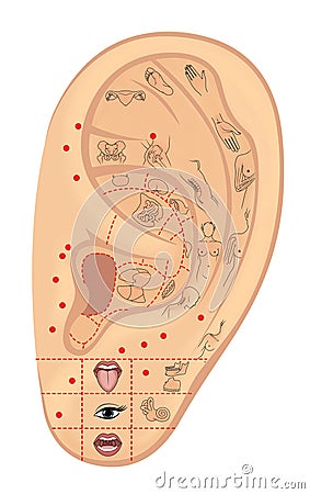 Woman`s left ear with symbolic designations of acupuncture zones and internal organs. Alternative medicine. Illustration. Isolate Stock Photo