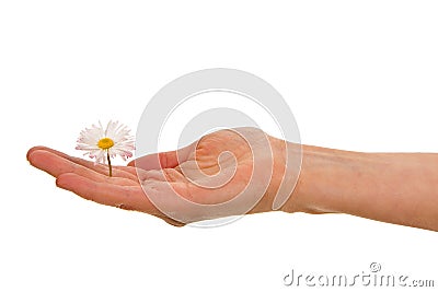 Woman's palm with white daisy blossom Stock Photo