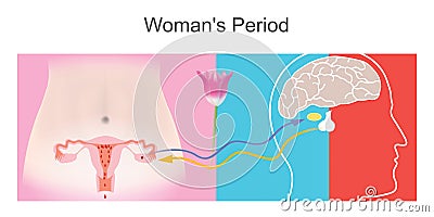 Woman`s Period. Illustration describe the effects of pituitary gland relationships Vector Illustration