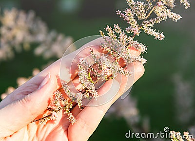 Woman`s young hand with blossom branch of bush with very small white and pink flowers. Summer, flowers Stock Photo