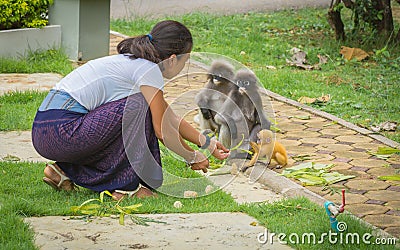 Woman in Sarong , kneeling down, looking at and feeding adult and baby Dusky Monkeys Stock Photo
