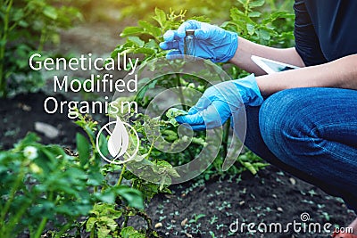 Woman scientist genetic engineer testing the plant for the presence of genetic modification. Organisms polluted with GMO Stock Photo