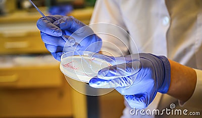 Woman scientist picking up colony of a red bacteria from agar plate in a molecular biology laboratory Stock Photo