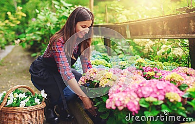 Woman selecting a pink hydrangea at a nursery Stock Photo